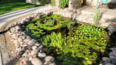 Decorative Ponds