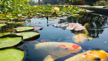 Koi Ponds